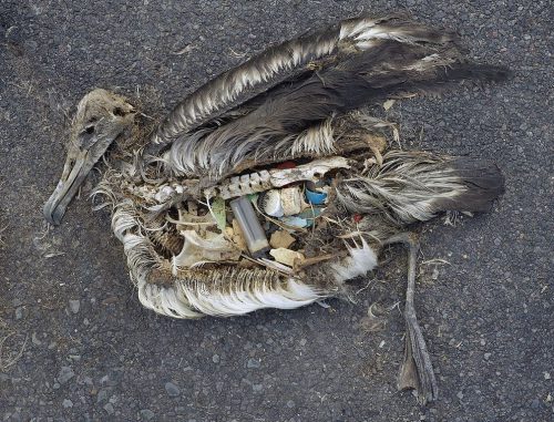 A dead albatross, with plastic items in its stomach.