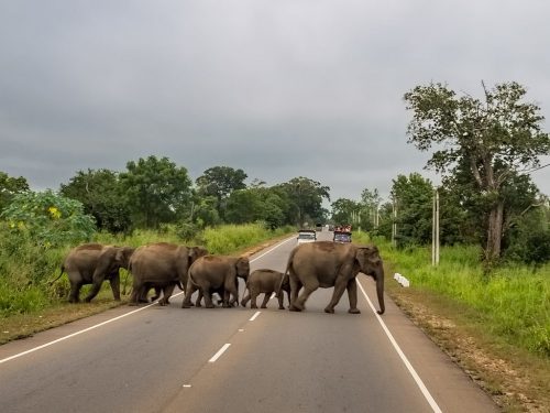 Elephants crossing a highway in Sri Lanka, an island country near India.