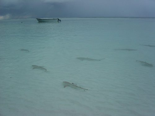 Blacktip reef sharks in water in front of small boat.