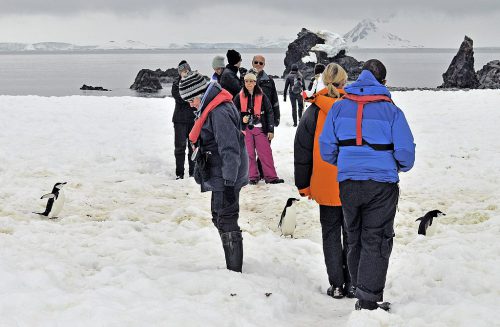 Tourists watching penguins pass between them.