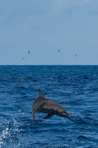 A spinner dolphin jumps from the water.