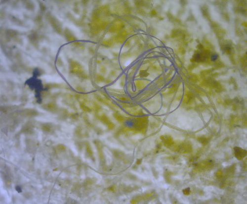 Microplastics Found All Through Arctic Ocean