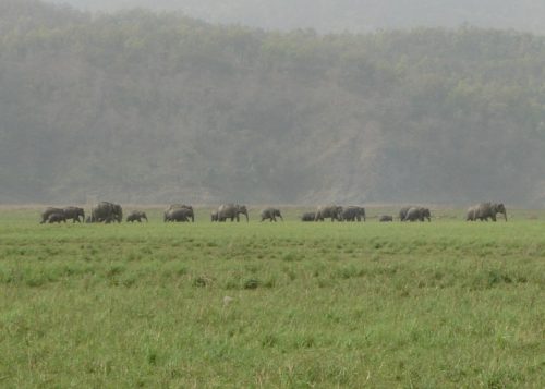 A herd of elephants in a national park in India.