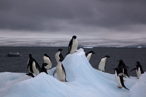 Adélie Penguins on an iceberg in Antarctica