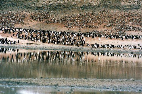 A large colony of penguins in Cape Adare, Antarctica