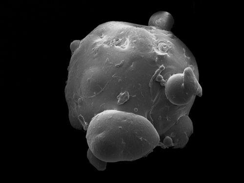 A picture of a plastic "microbead" from facewash taken with an electron microscope.