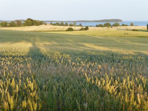 The Viking coins were found in a field on Rügen Island in Germany.