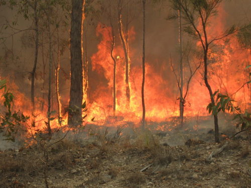 This bushfire, in Queensland, Australia spread over hundreds of acres in 2010.