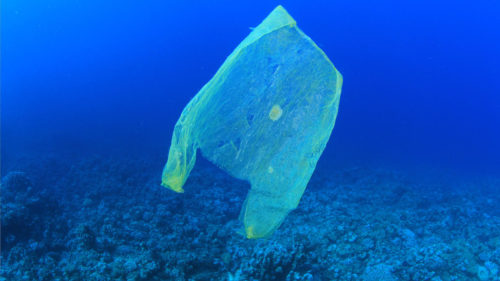 Plastics in the ocean can hurt sea animals.