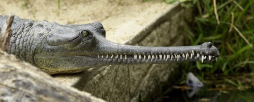 The Gharial is a crocodile with a thin snout, which it uses to catch fish.