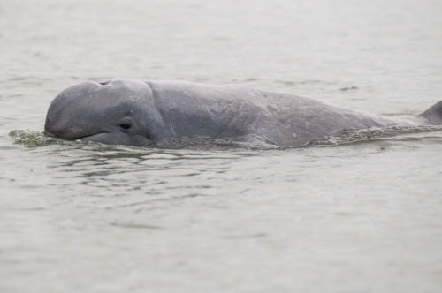 The oil spill has also killed or hurt sea life like Irrawaddy dolphins (above) and dugongs.