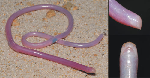 The Madagascar Blind Snake looks like an earthworm, but it isn't.