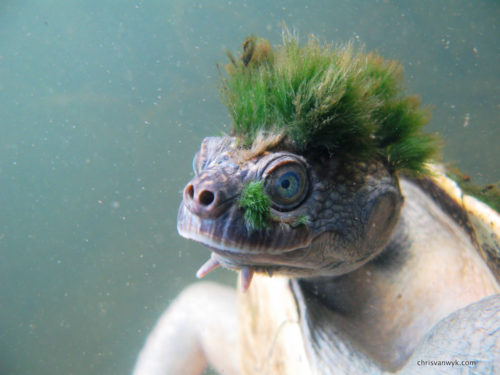 Mary River Turtle