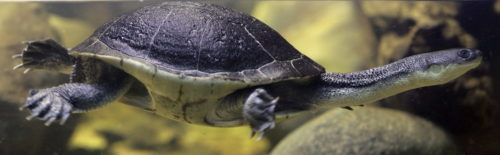 The Roti Island Snake-necked Turtle has a neck so long, it can't pull its head straight back into its shell.