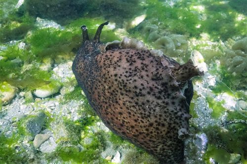 California sea hares have a "siphon" that they pull in when they are scared.