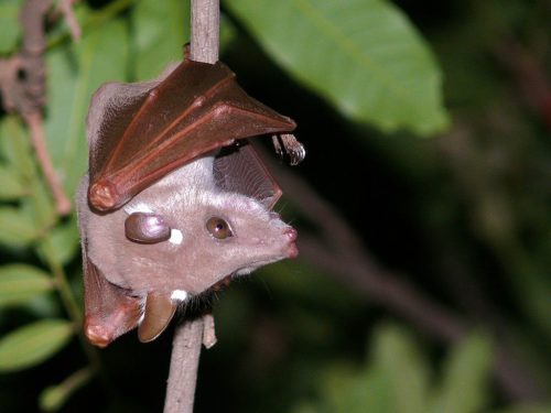 Peters's epauletted fruit bat