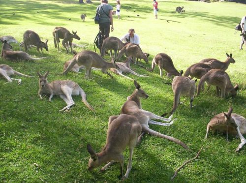 Tourists with Kangaroos