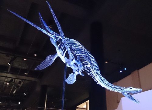 Restored skeleton of a plesiosaur.