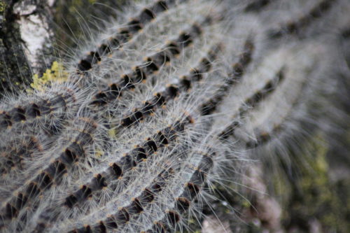 Oak processionary moth caterpillars "marching".