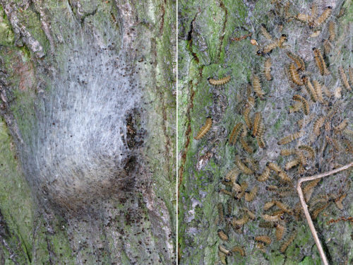 Oak processionary moth nest, early and late.