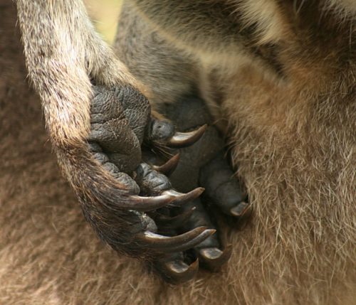 Kangaroos have sharp claws.