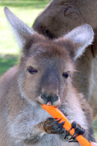 Joey (young kangaroo) holding a carrot.