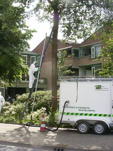 Worker in protective gear, climbing up ladder on tree.