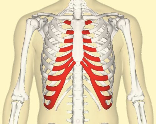 Cartilage in the front of the ribcage is shown in red.