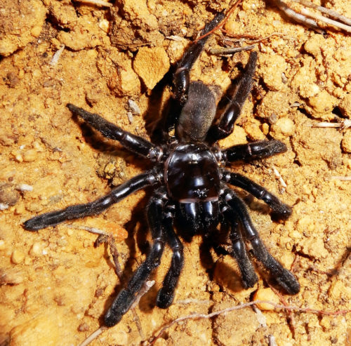 Number 16, a Giaus Villosus trapdoor spider, lived for 43 years.