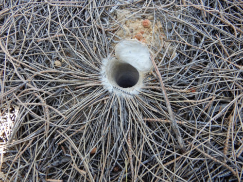 The opening to a trapdoor spider burrow.