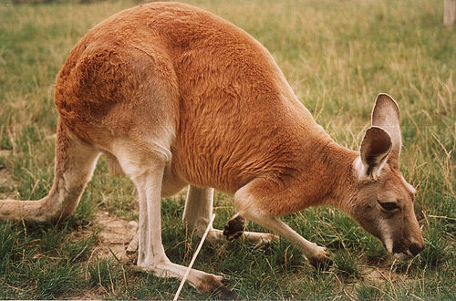 Kangaroo normally only eat grass.