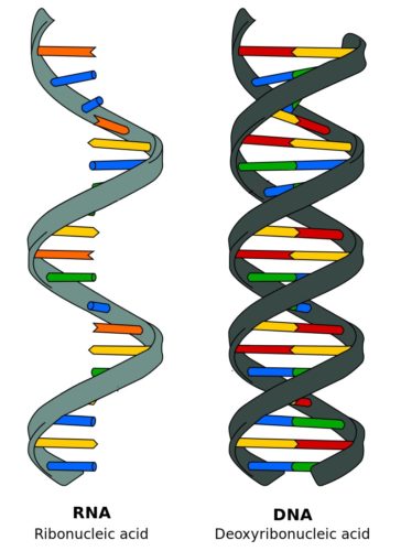 RNA and DNA