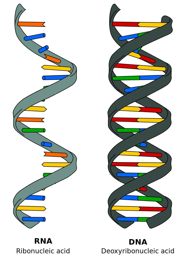 ДНК И РНК