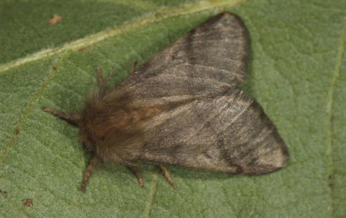 Oak processionary moth, adult