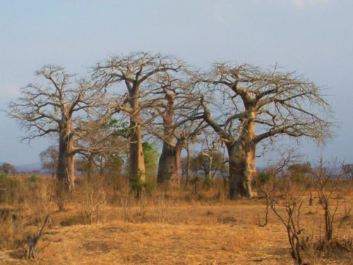 A group of baobab trees in the Mikumi National Park, Tanzania.