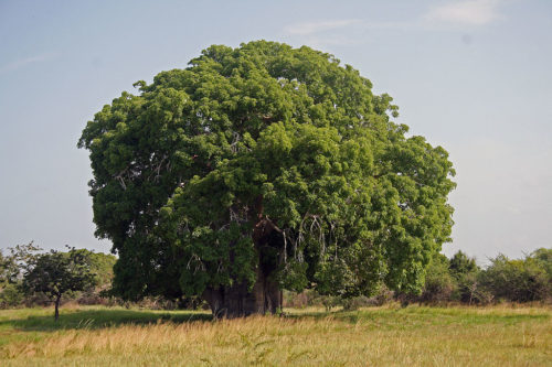 Baobab tree in Tanzania, 2011