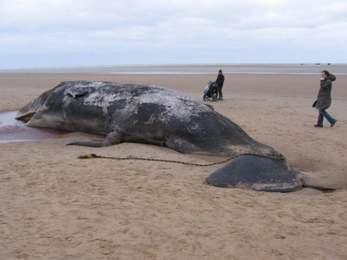 Whales have been starving - they can't eat because their insides are full of plastic.