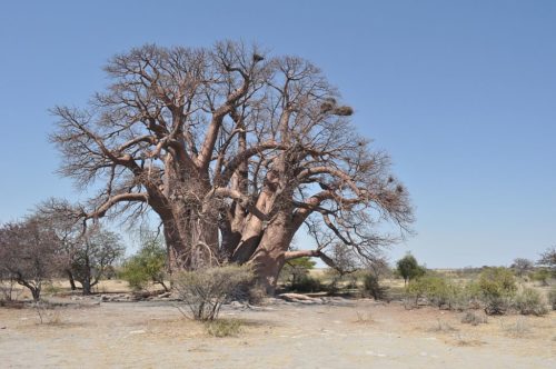 Chapman's baobab fell down in 2016.