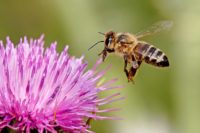 Honey bees have many skills even though their brains are small.
