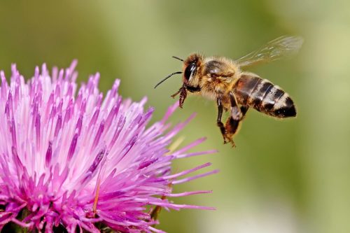 Honey bees hovers in front of flower.