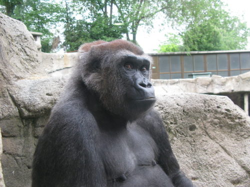 This gorilla is a western lowlands gorilla like Koko.