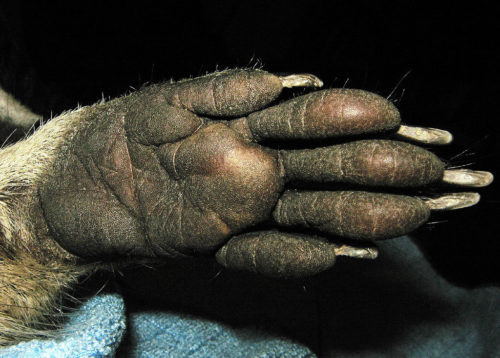 Close-up of a front paw of the raccoon.
