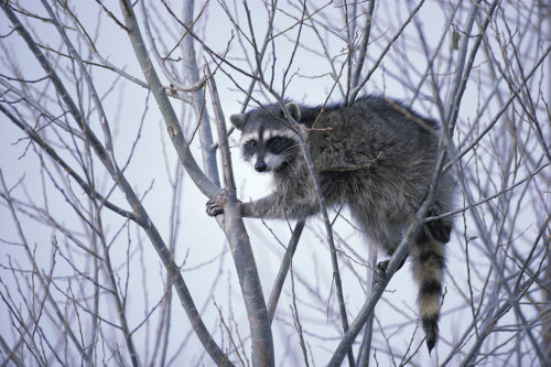 Raccoons are natural climbers, able to grab on to almost anything.