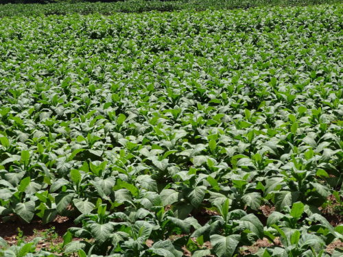 Children often feel sick after working in tobacco fields in Zimbabwe.