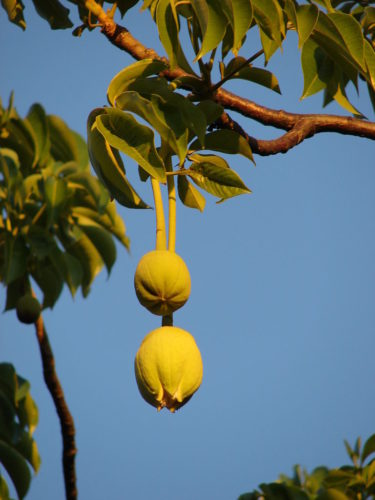 Baobab trees are home to many animals. The fruit can be used for food and medicine.