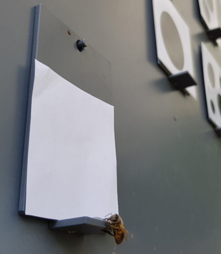 Bees chose blank cards as "smaller" even though they had not seen them before.