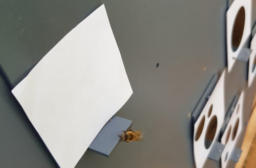 A bee perches on a small tray in front of blank card representing zero. In the background are other cards with different numbers of shapes on them.