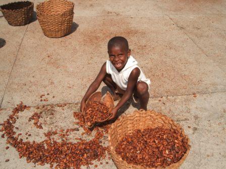 Boy collecting drying cacao in Venezuela.