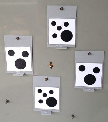 Bees were trained to choose cards with fewer shapes.