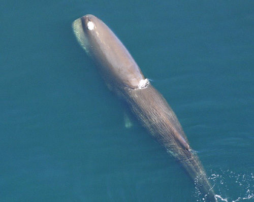 Normal adult sperm whales can weigh 120,000 pounds (54,500 kilos).